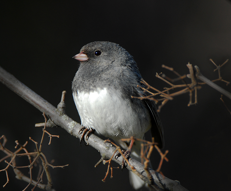 Dark-eyed Junco