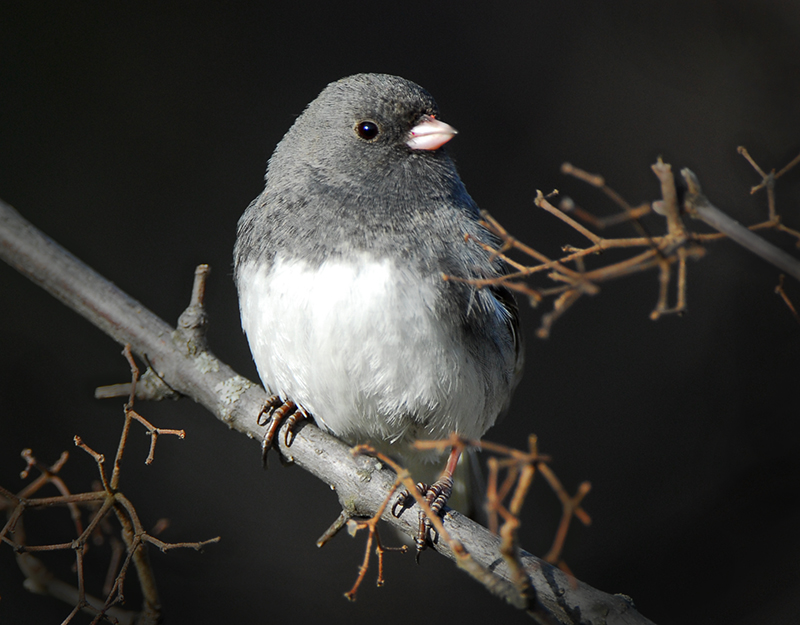 Dark-eyed Junco