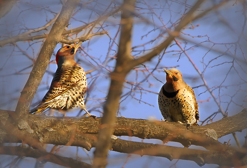 Northern Flicker