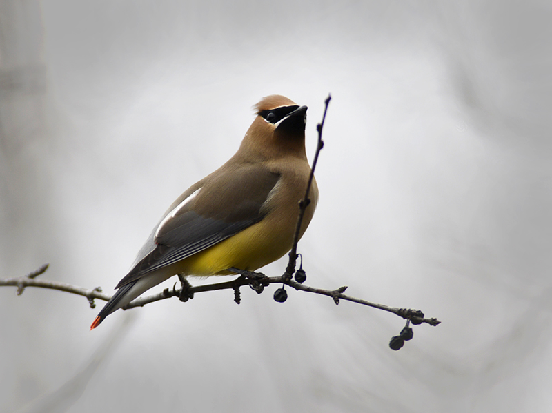Cedar Waxwing