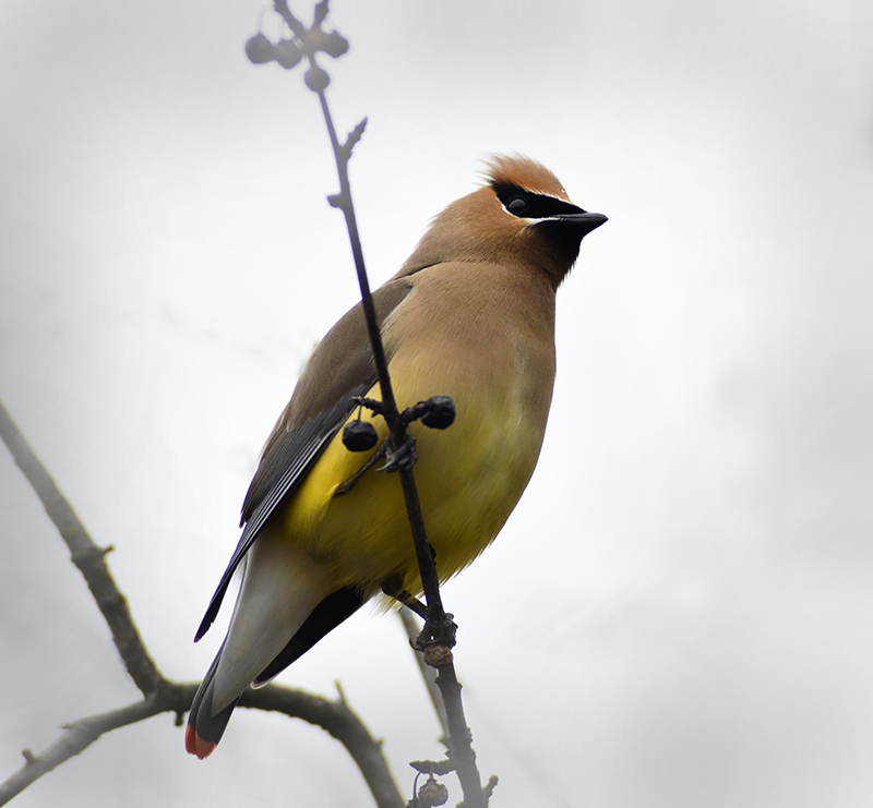 Cedar Waxwing