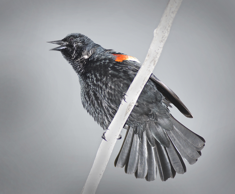 Red winged Blackbird