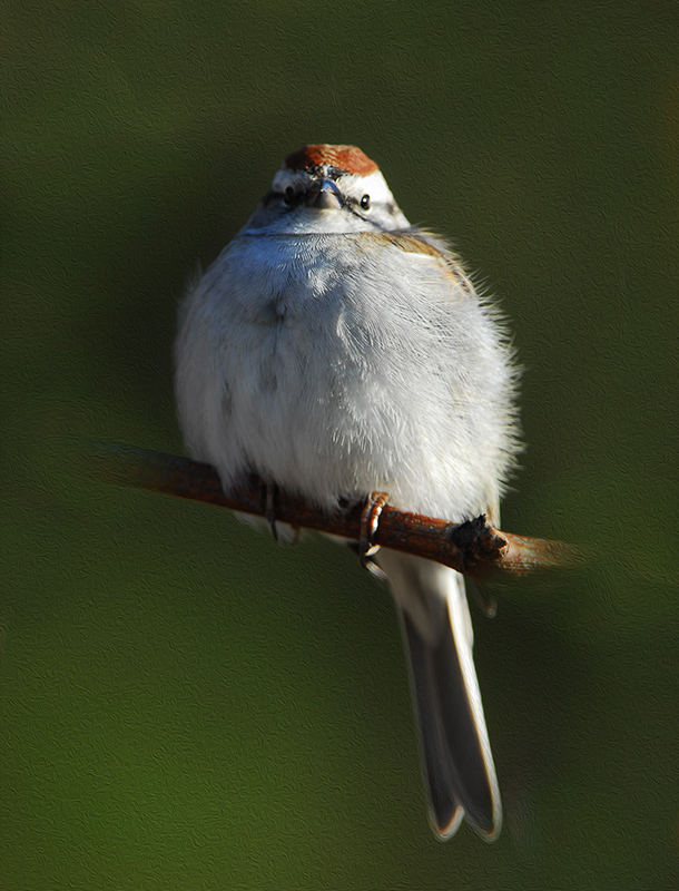 Chipping Sparrow