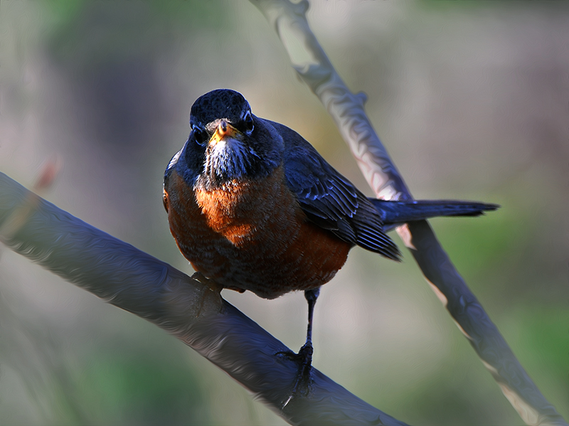 American Robin