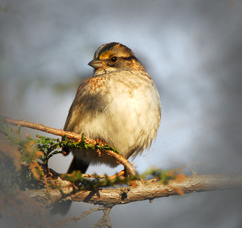 Yellow crowned Sparrow
