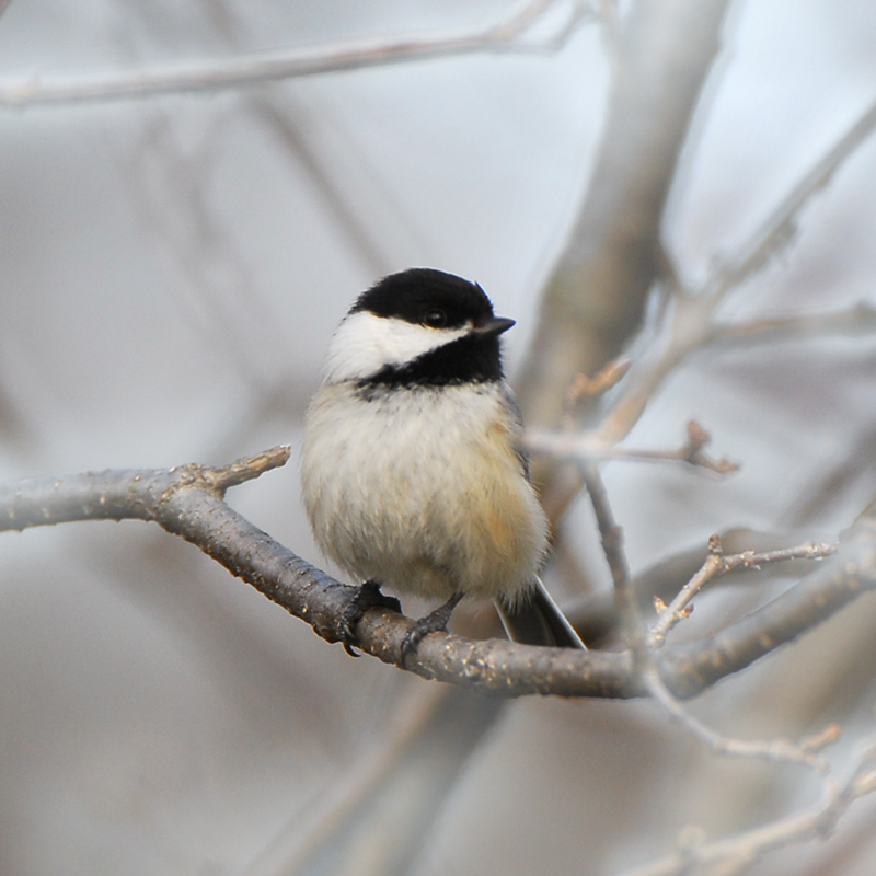 Black capped Chickadee