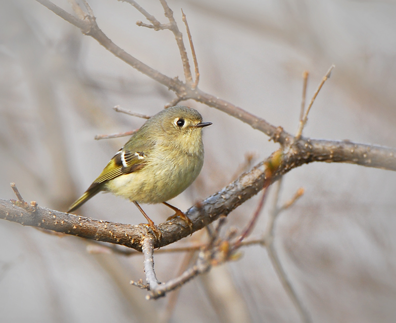 Orange-crowned Kinglet