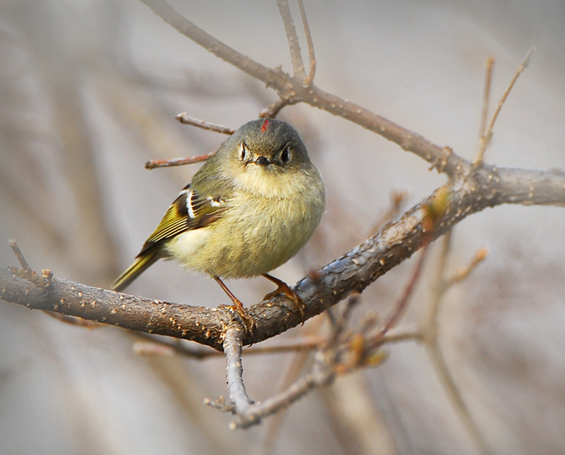 Orange-crowned Kinglet