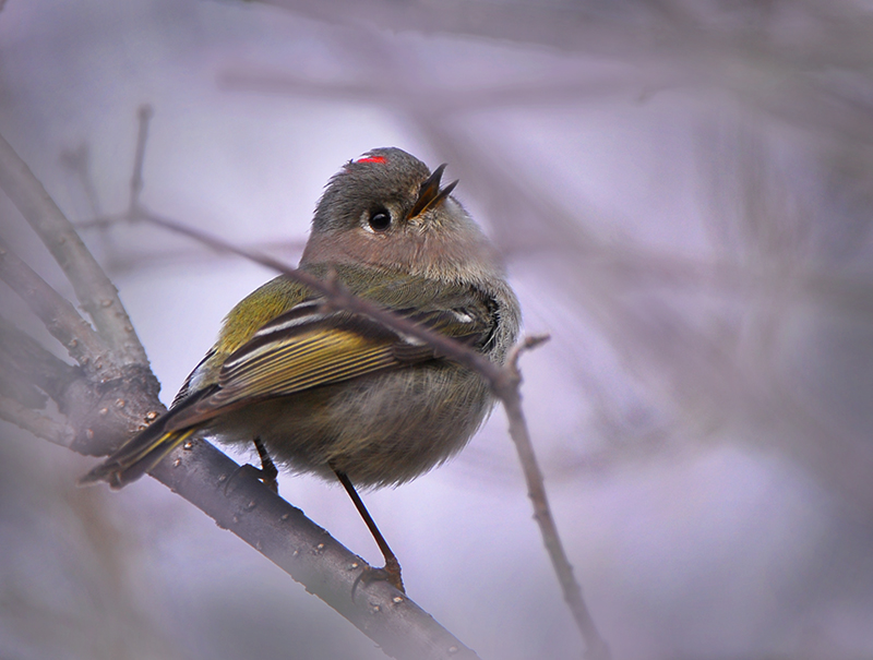 Orange-crowned Kinglet