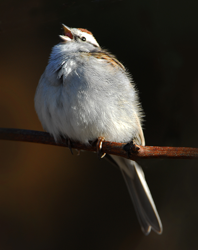 Chipping Sparrow