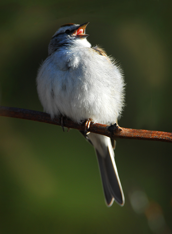 Chipping Sparrow