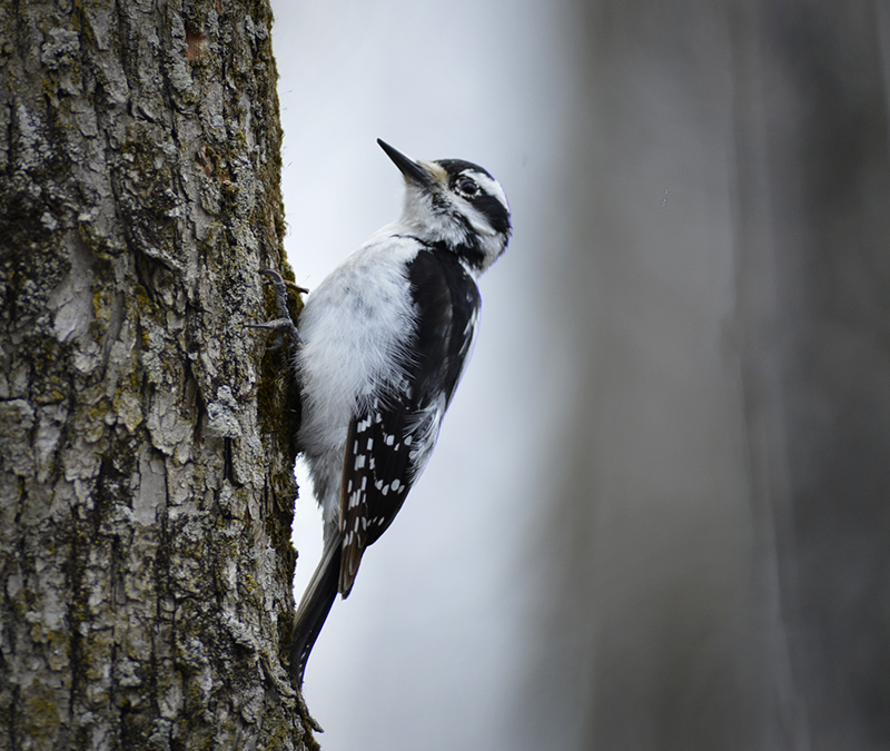 Snowy Woodpecker