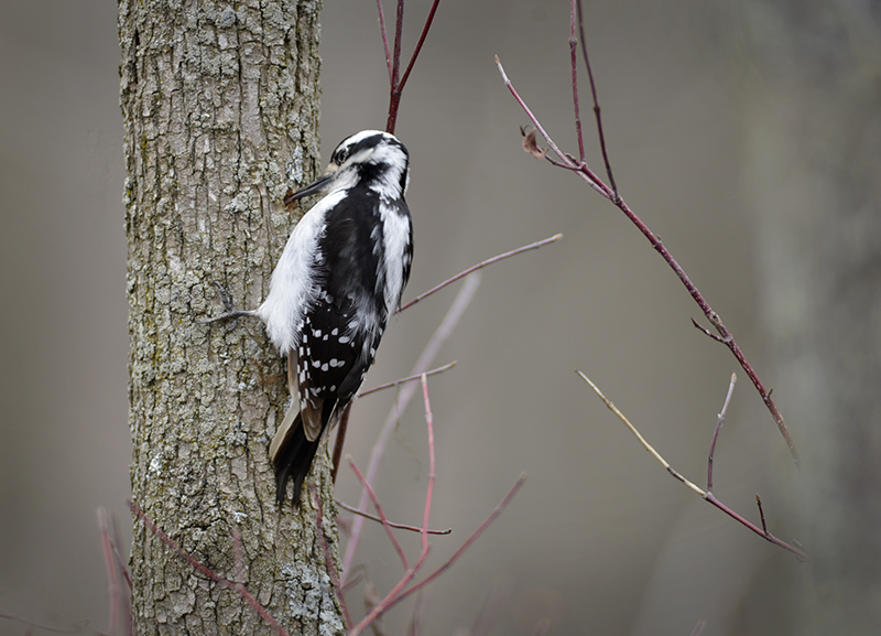 Snowy Woodpecker