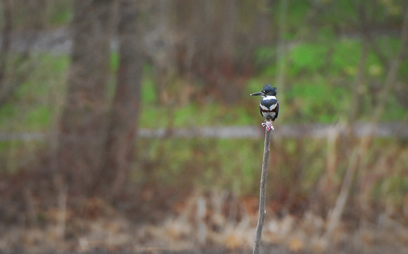 Belted Kingfisher