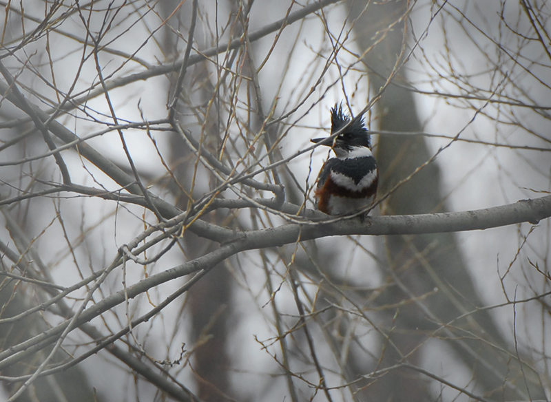 Belted Kingfisher