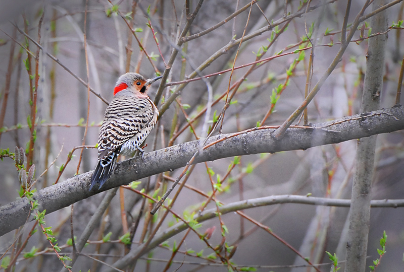 Northern Flicker