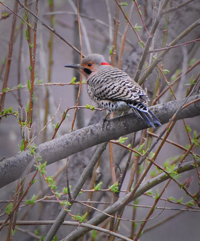 Northern Flicker