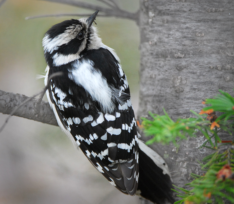 Snowy Woodpecker