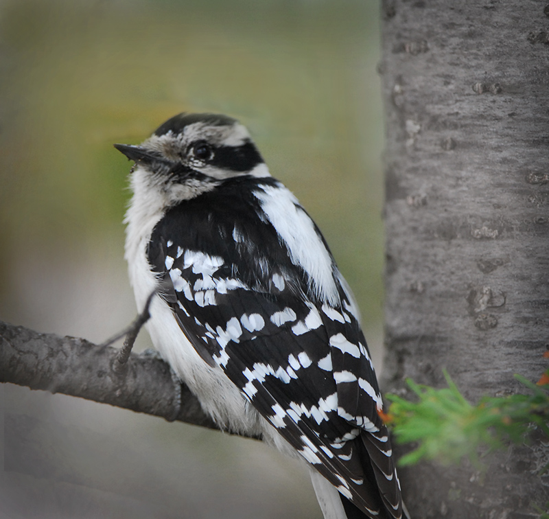 Snowy Woodpecker