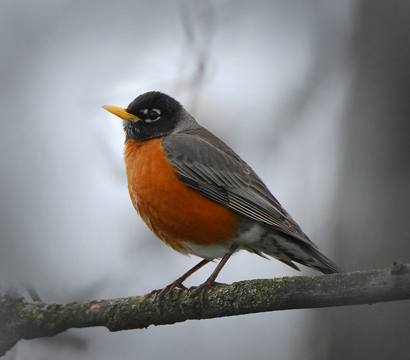 American Robin