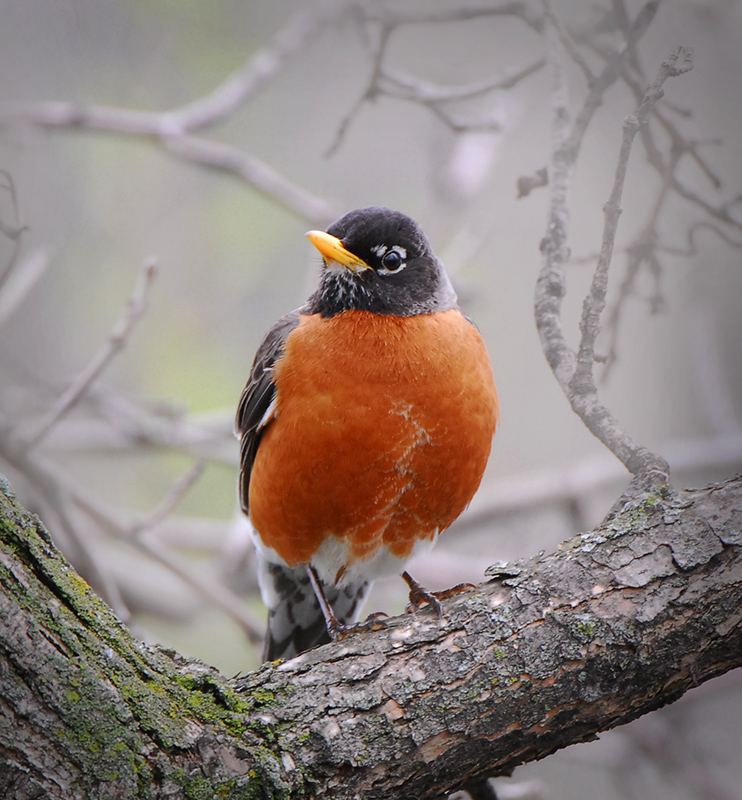 American Robin