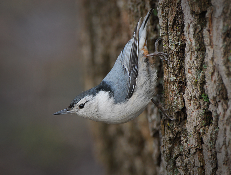 White-breasted Nuthatch