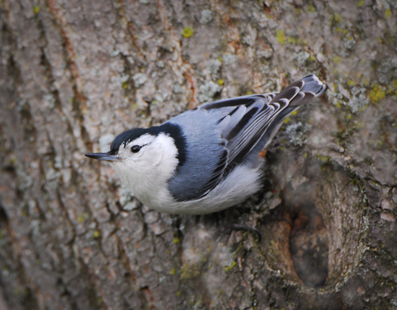 White-breasted Nuthatch