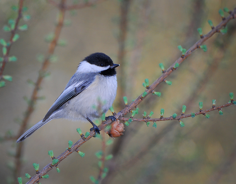 Black  Capped Chickadee