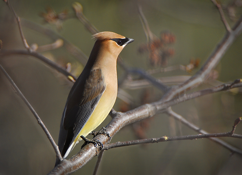 Cedar Waxwing