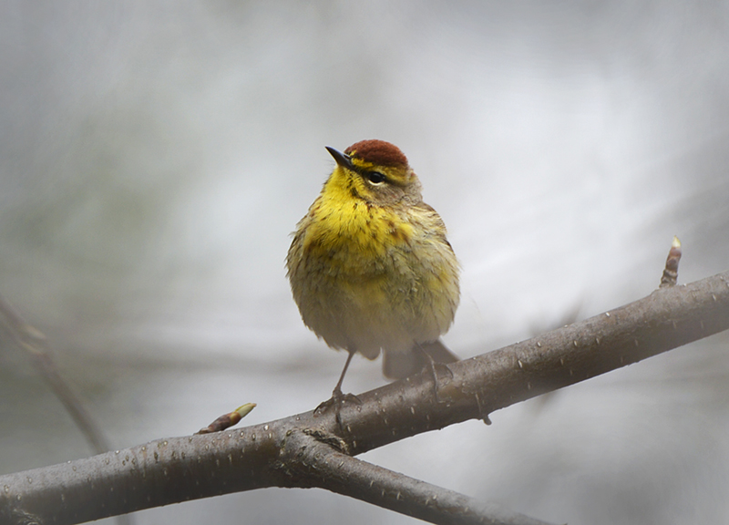 Palm Warbler