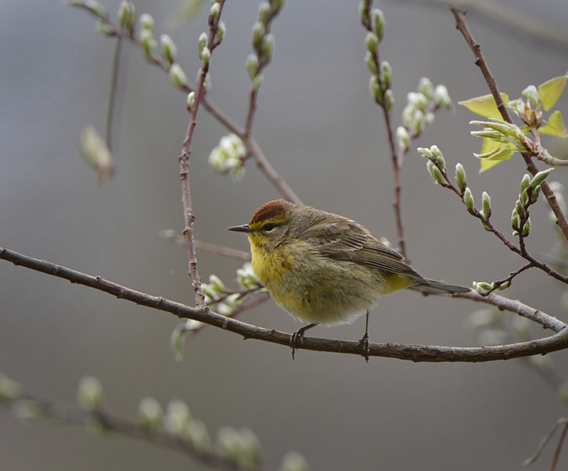 Palm Warbler