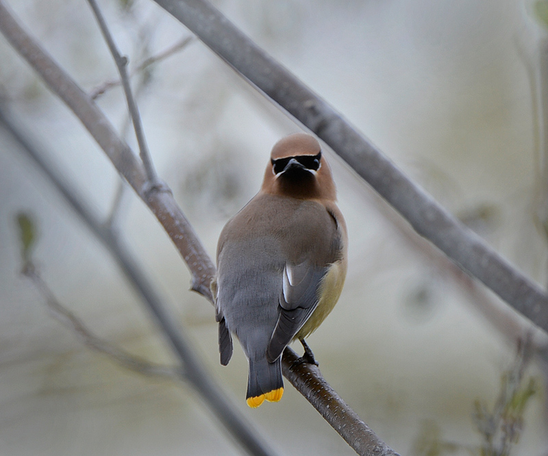 Cedar Waxwing