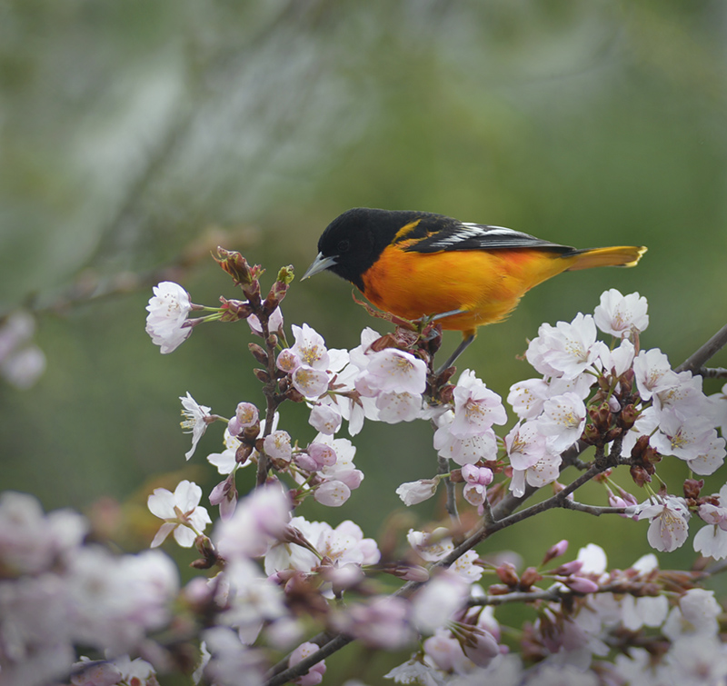 Baltimore Oriole