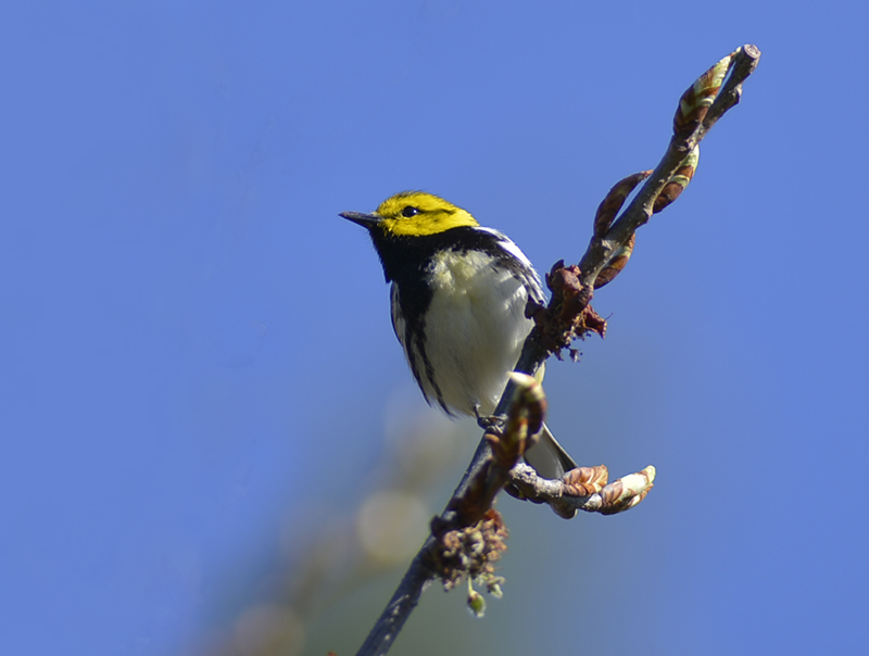 Black throad green Warbler