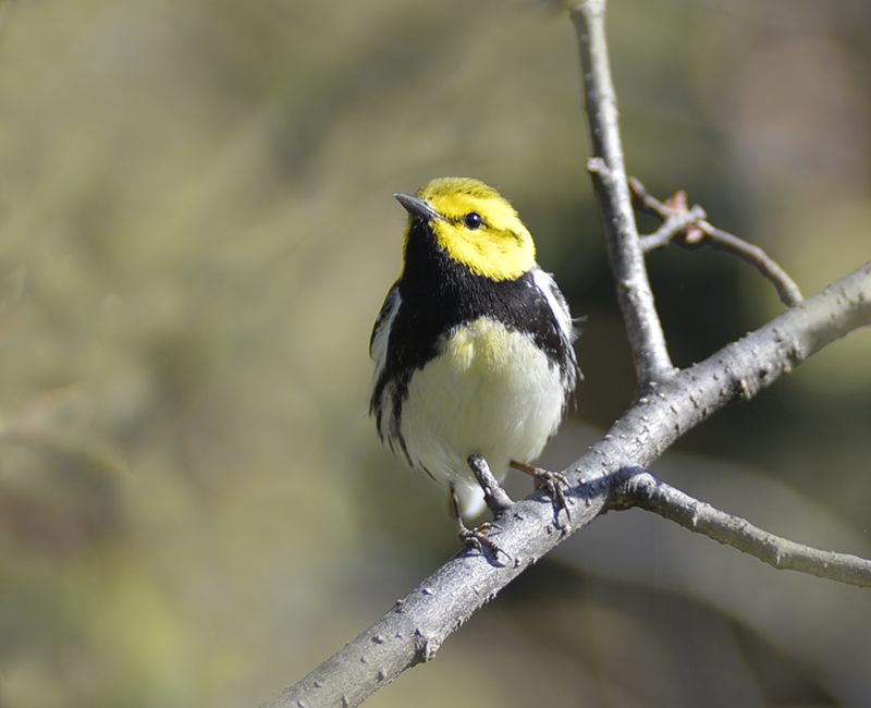 Black throad green Warbler