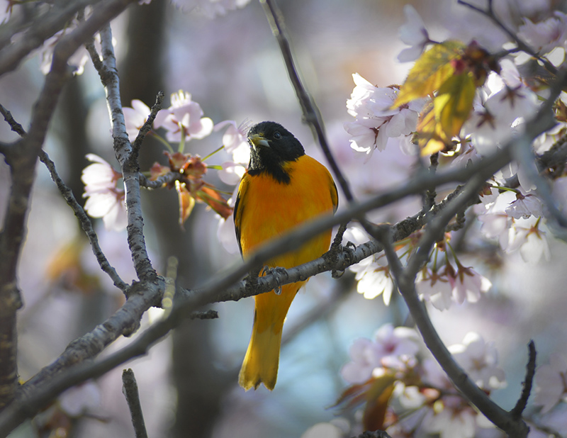 Baltimore Oriole