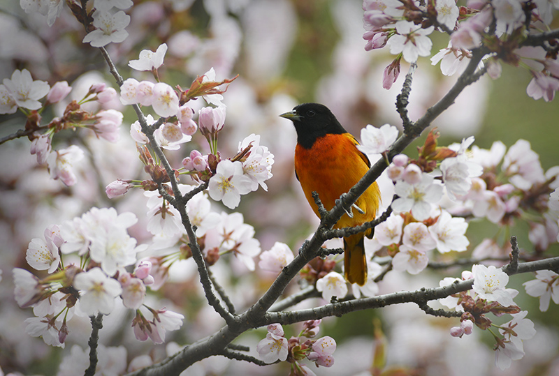 Baltimore Oriole
