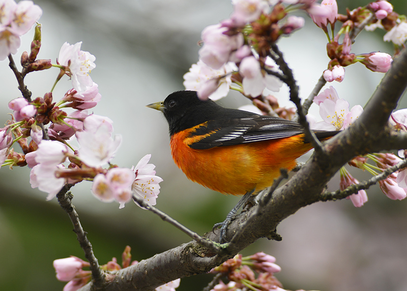 Baltimore Oriole