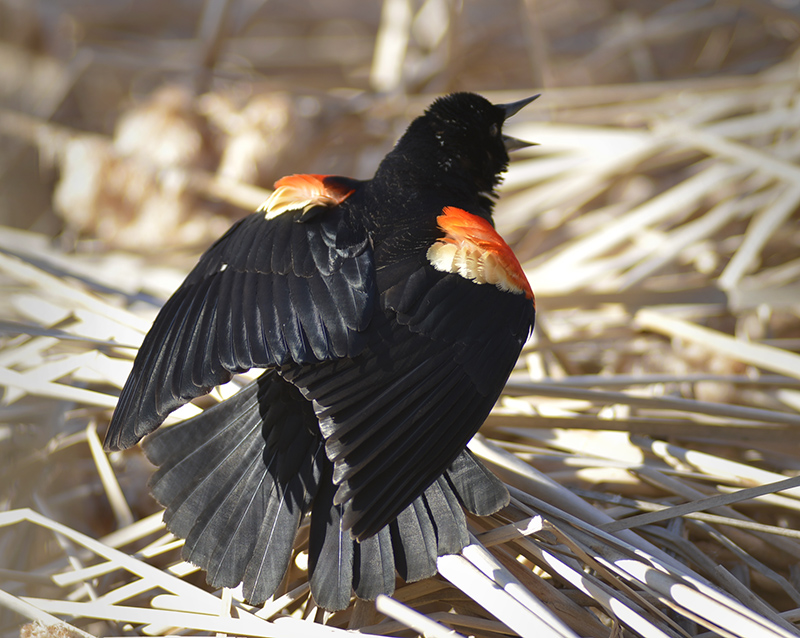 Red winged Blackbird