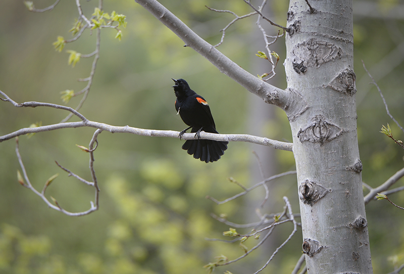 Red winged Blackbird