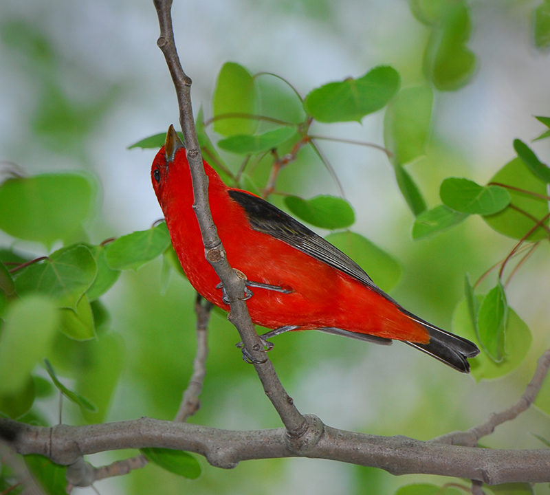 Scarlet Tanager