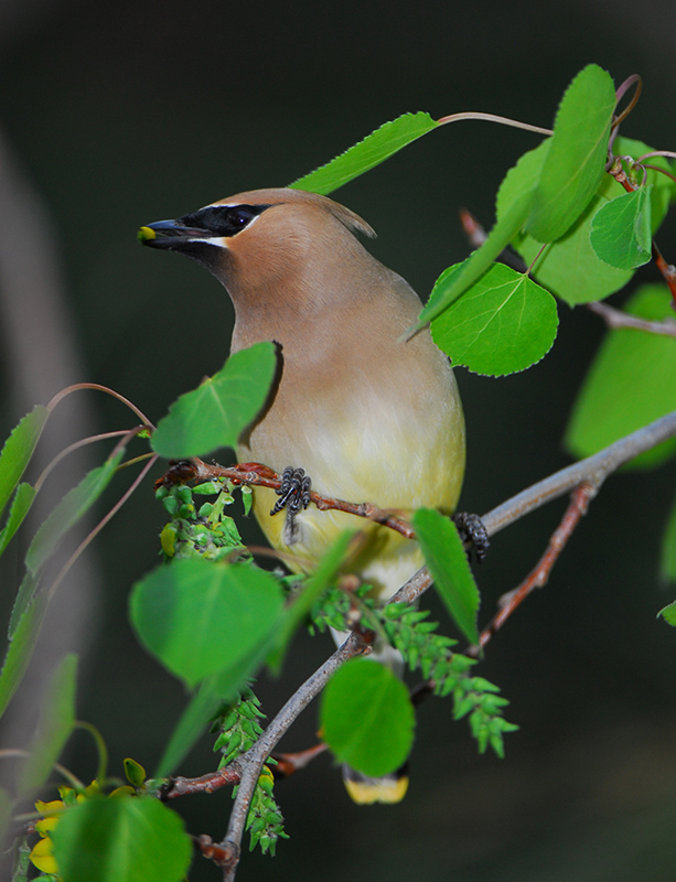 Cedar Waxwing