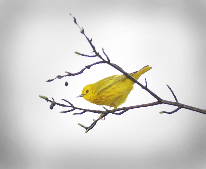 Yellow Warbler