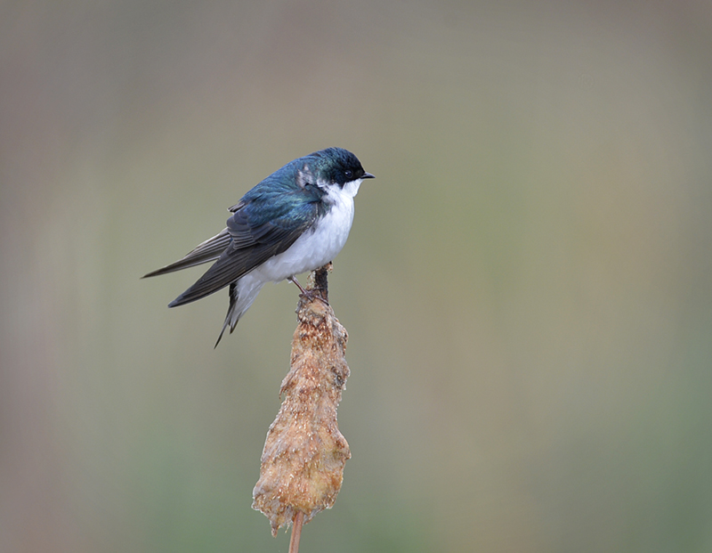 Tree Swallow