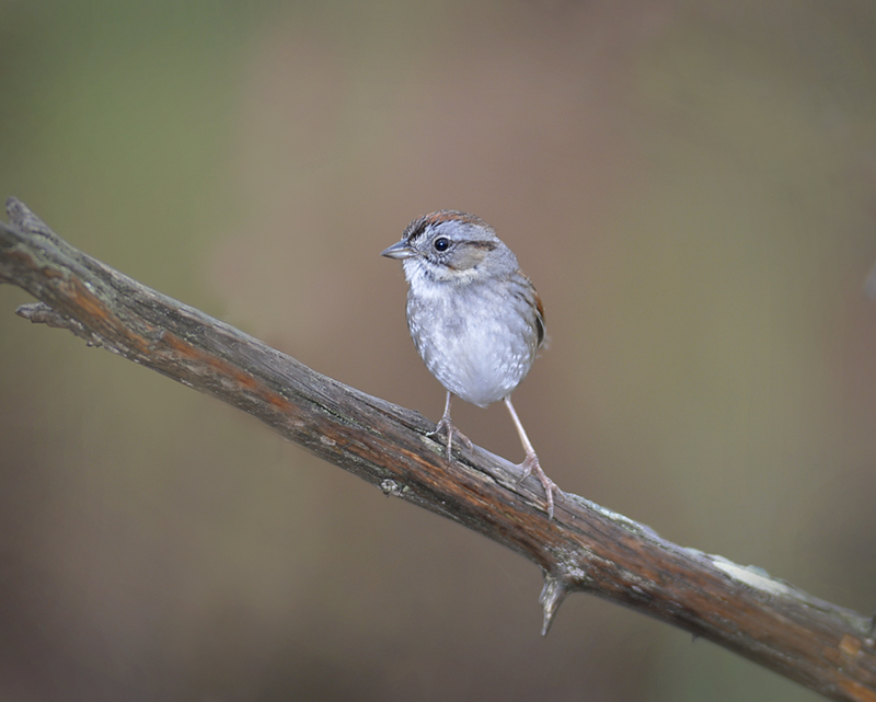 Song Sparrow