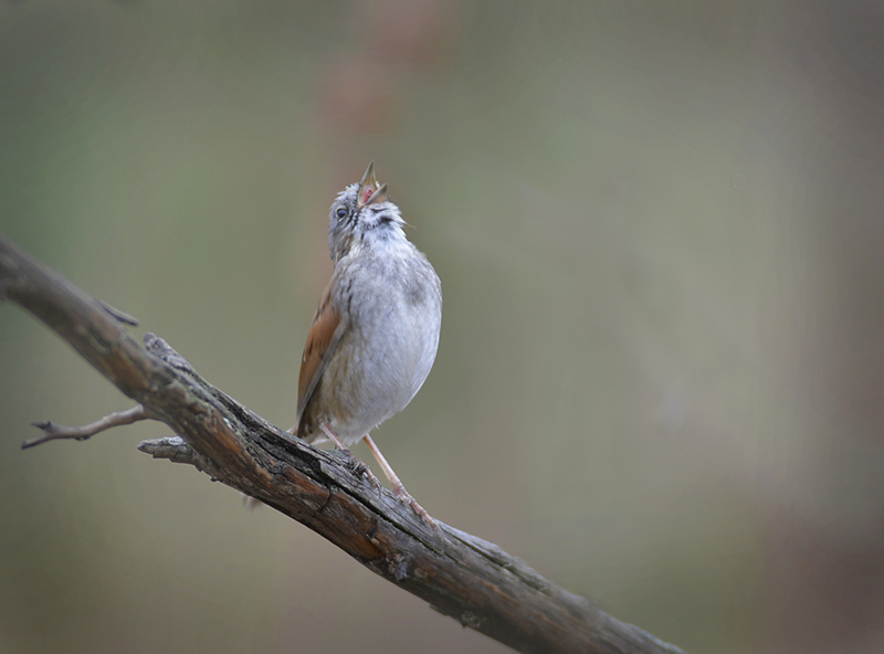 Song Sparrow