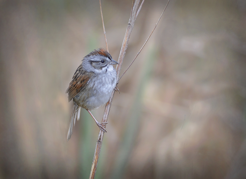 Song Sparrow