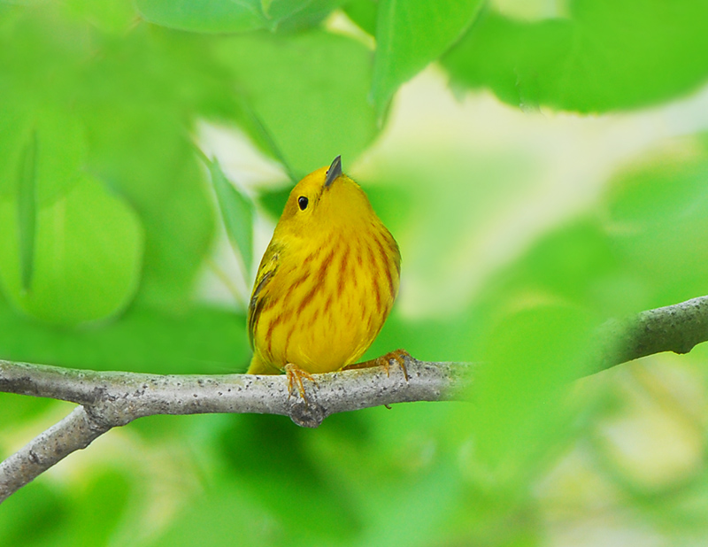 Yellow Warbler