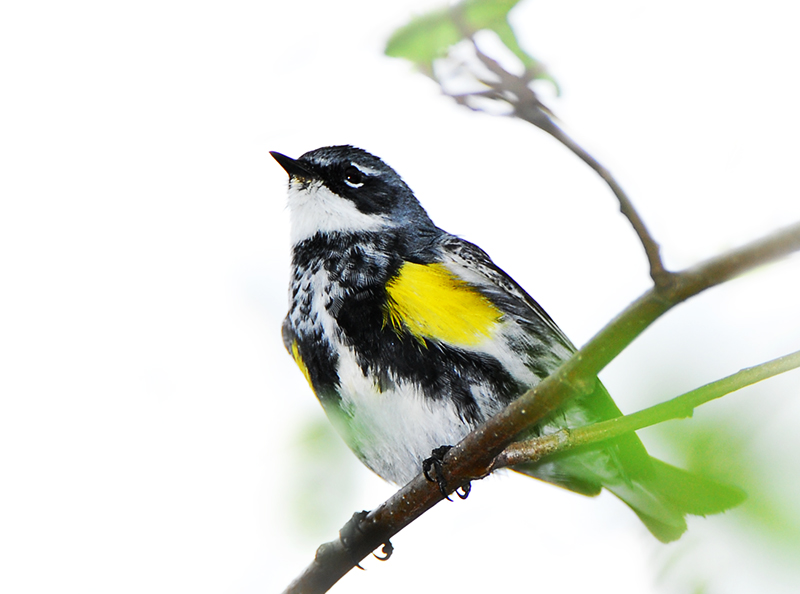 Yellow rumped Warbler