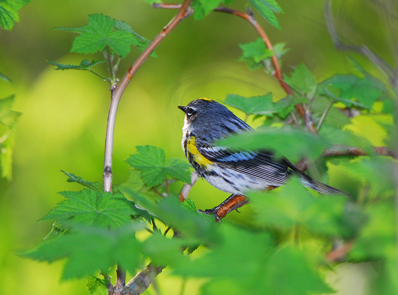 Yellow rumped Warbler